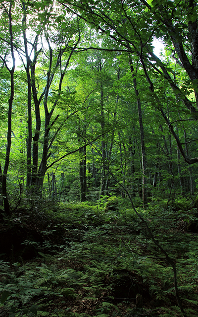 白神山水