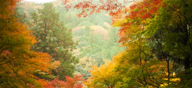 白神山水